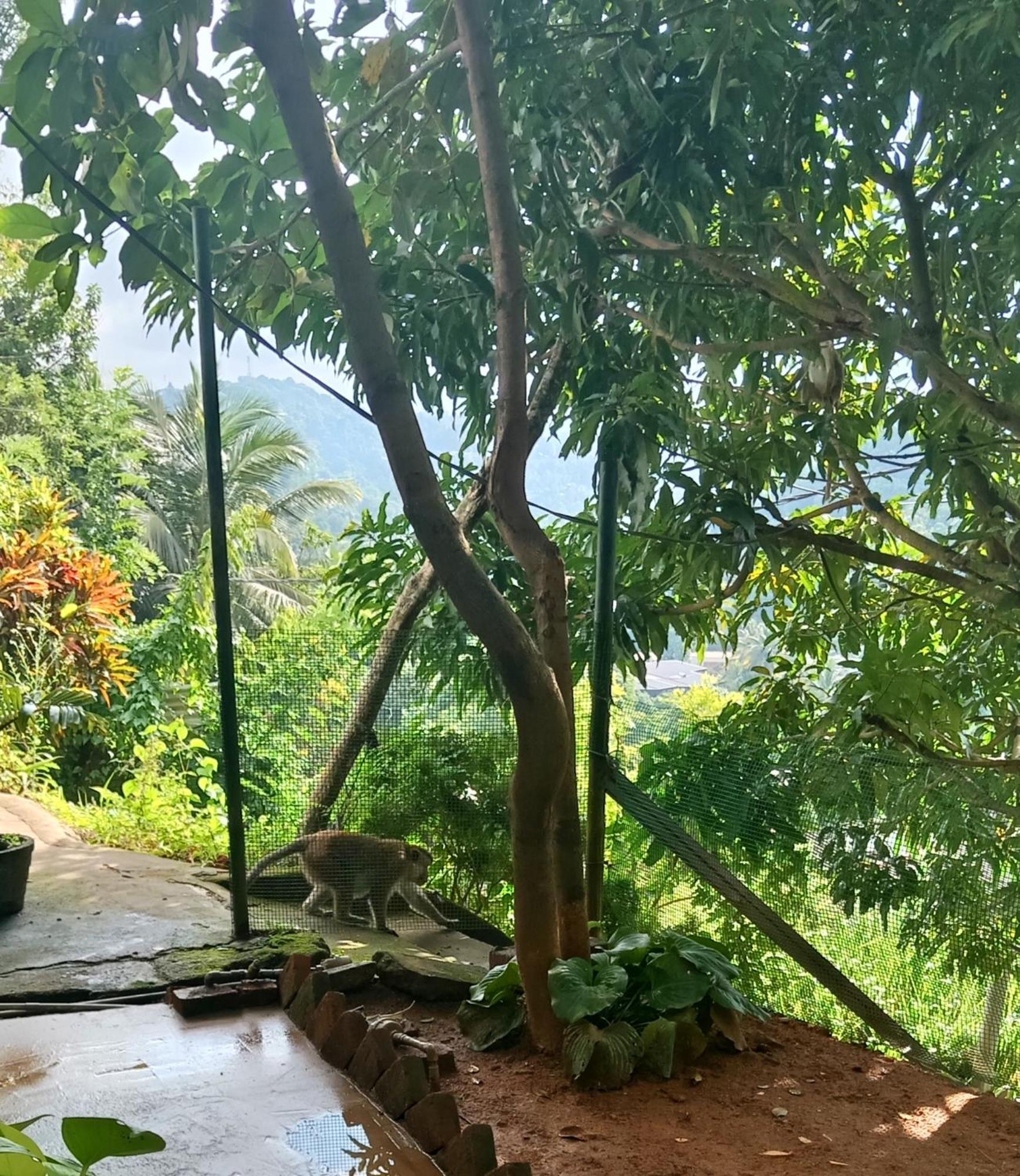 Fly Infinity - Home Stay Kandy Bagian luar foto